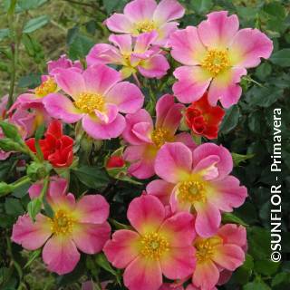 ©SUNFLOR - Primavera
